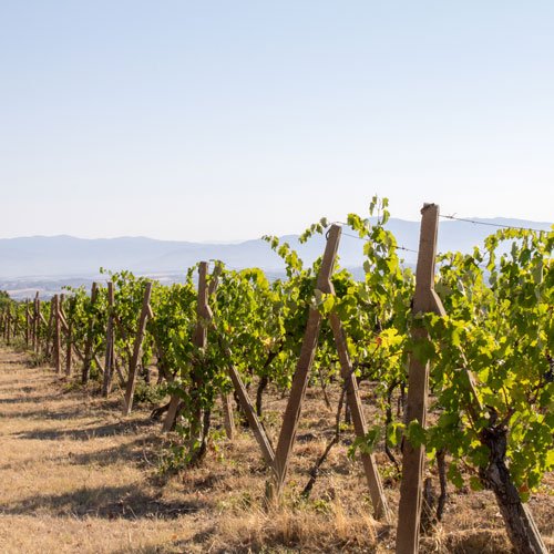 Learn about the wines of central Italy with Trek Travel