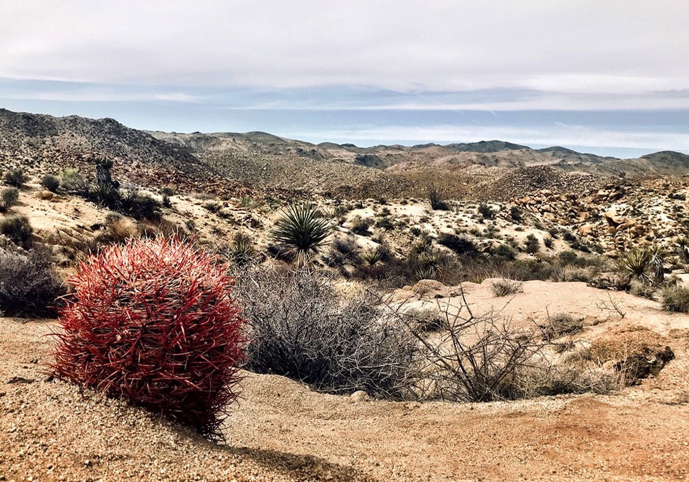 JOshua Tree National Park Trek Travel Cycling Vacations