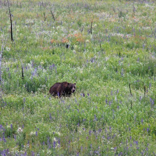 Trek Travel Yellowstone and Grand Tetons Cycling Vacation