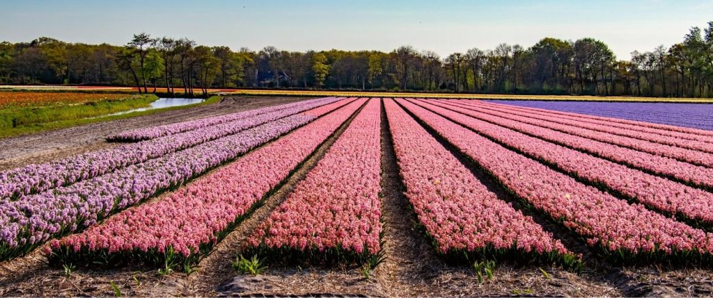 Amsterdam to Bruges Bike Tour