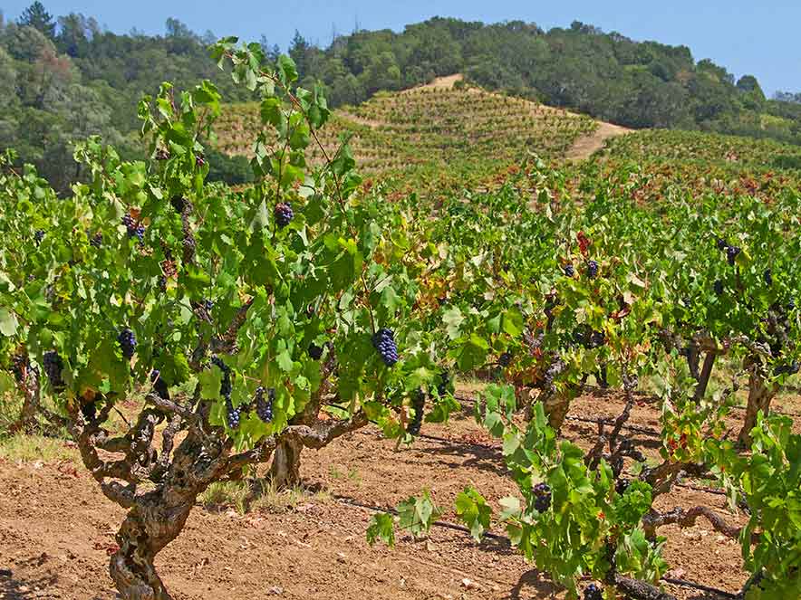 Alexander Valley