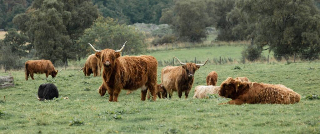 Scotland Hiking & Walking Tour