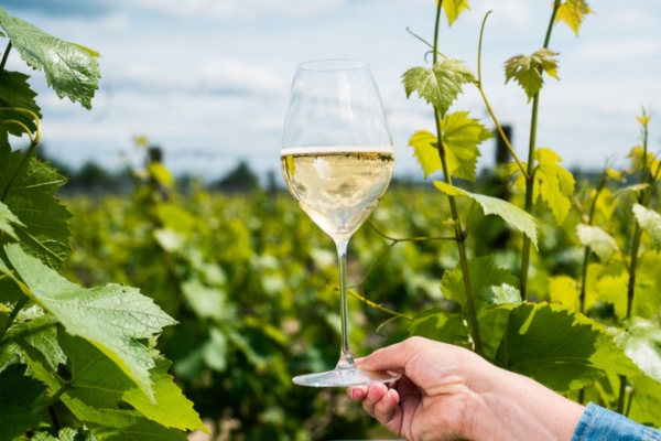 Ridgeview Wine Estate 