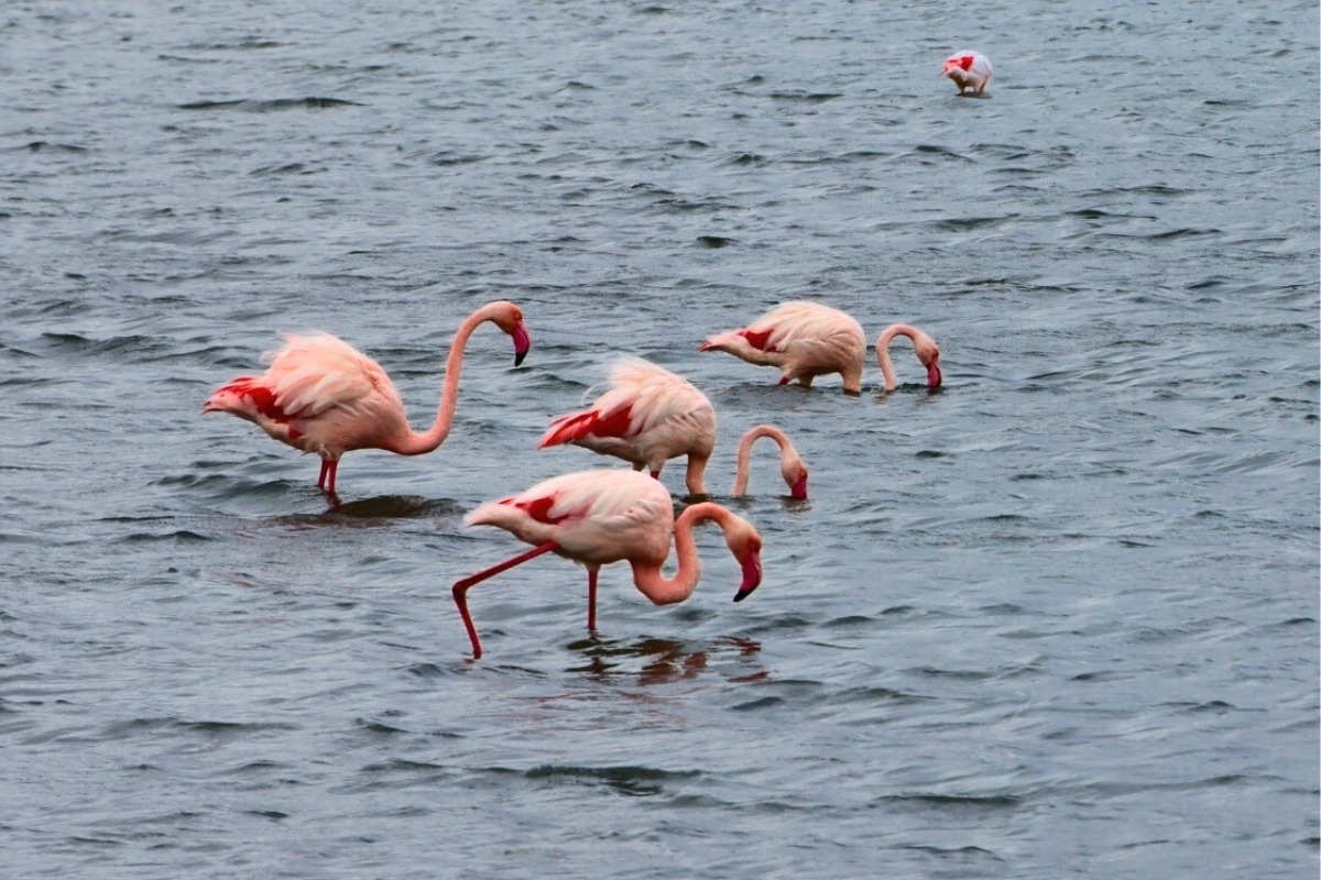 Observe wild birds along the Mediterranean