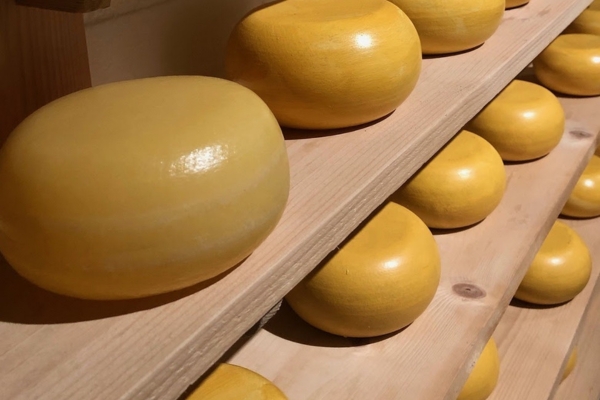 Visit an authentic Dutch cheese farm