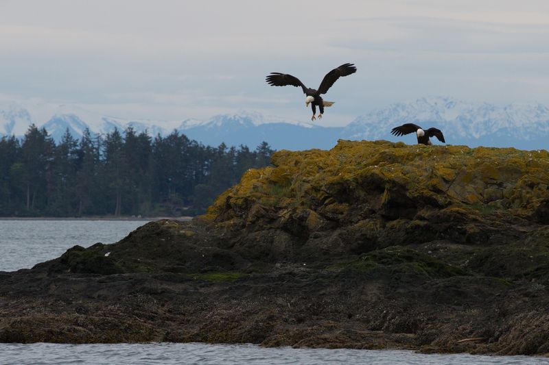 Island wildlife cruise 