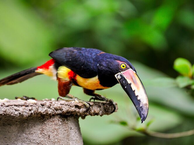 Costa Rica Hiking & Walking Tour