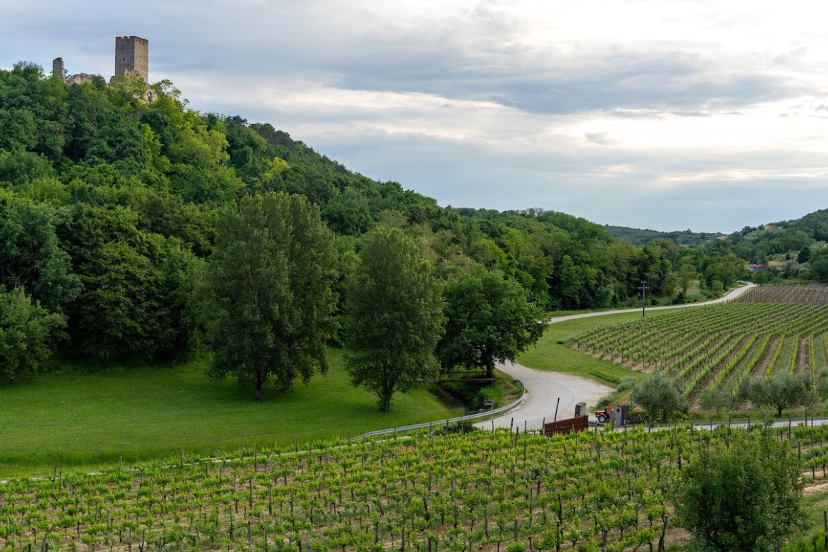 Momjan Castle above vineyards